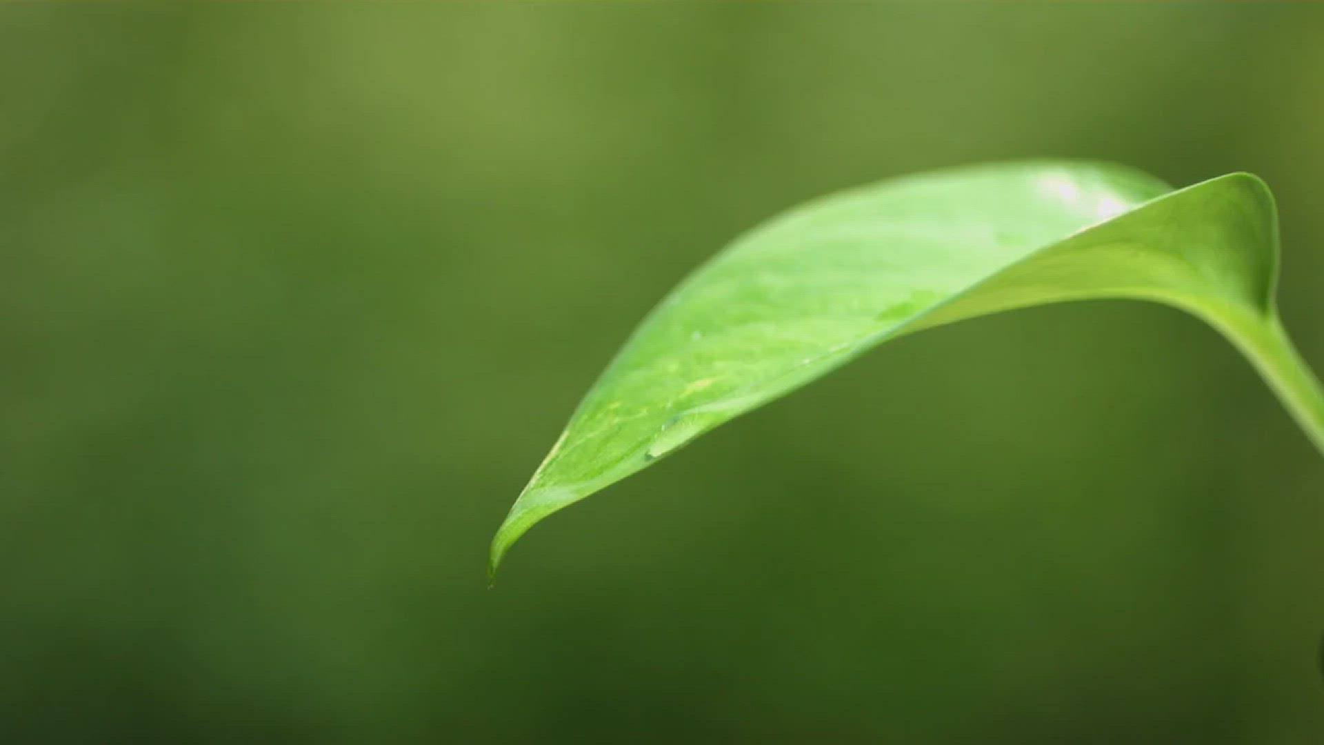 'Video thumbnail for Guide to Self-Watering Plants'