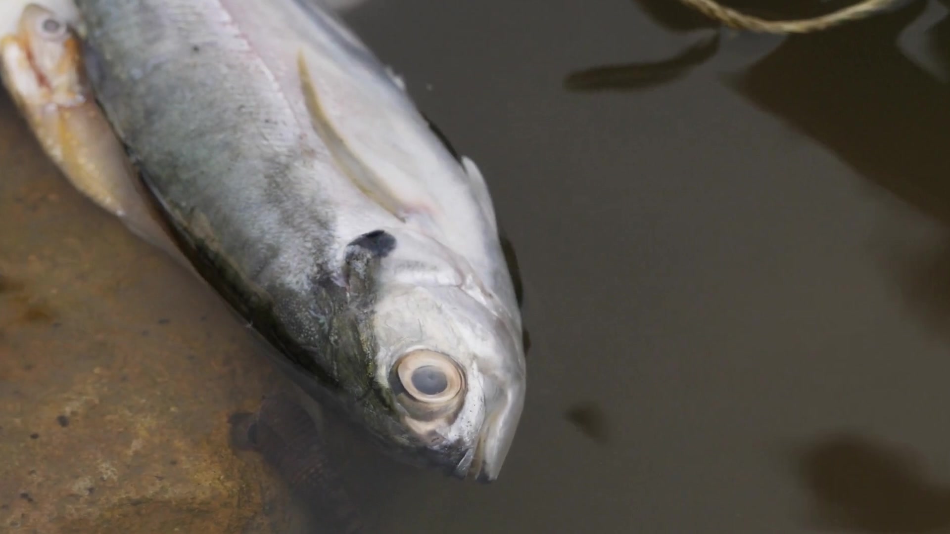 Video thumbnail for Run Far, Far Away If You See These Seafood Restaurant Red Flags