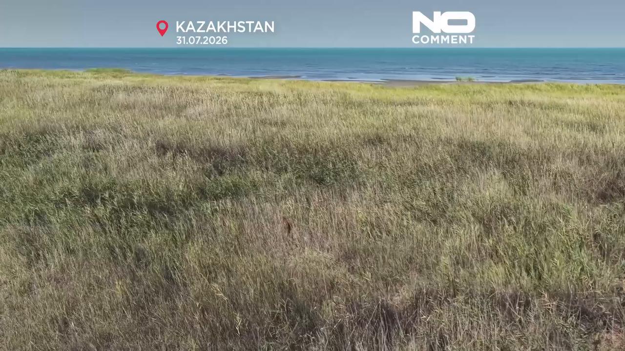 Video thumbnail for Moment rare Amur tiger is released into Kazakh wild