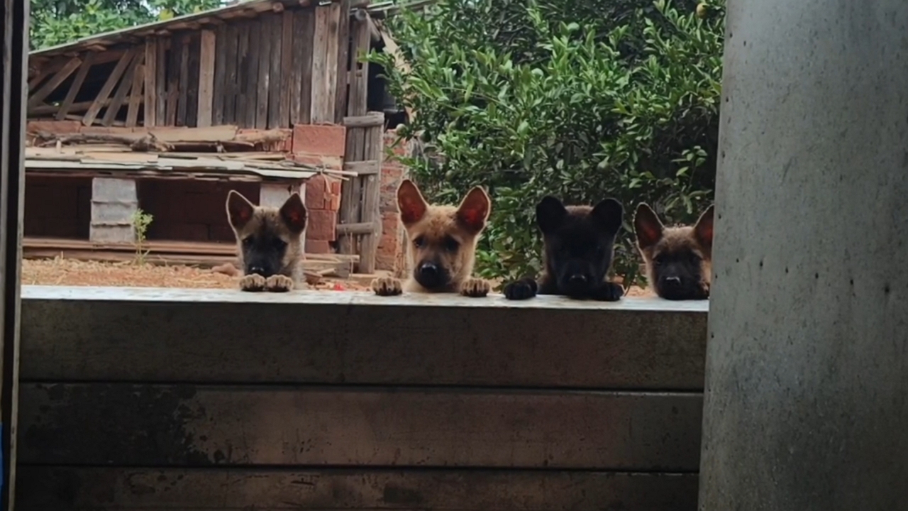 Video thumbnail for Puppies Peek Over Wooden Barrier in Anhui