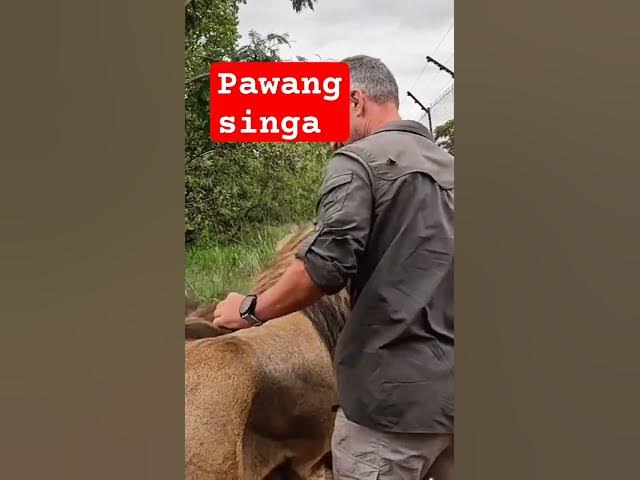 Video thumbnail for pawang singa