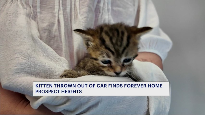 Video thumbnail for Kitten dumped in Prospect Heights finds its forever home