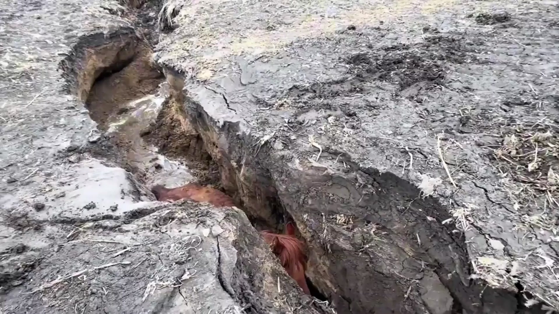 Video thumbnail for China: Chinese residents use tractor and forklift to rescue pregnant mare trapped in deep ditch.