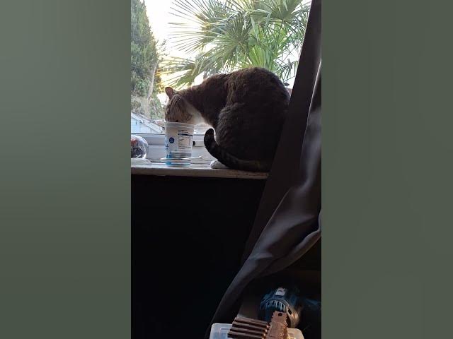 Video thumbnail for Tiggs getting his healthy kick for 2026...