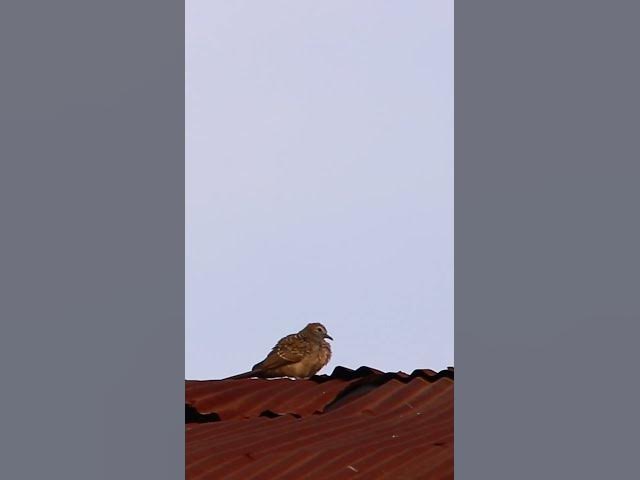 Video thumbnail for Dove & Sparrow Bird EP3 #dovebird #smallbird #birds #bird #shortdove #nestdove #babiesdove