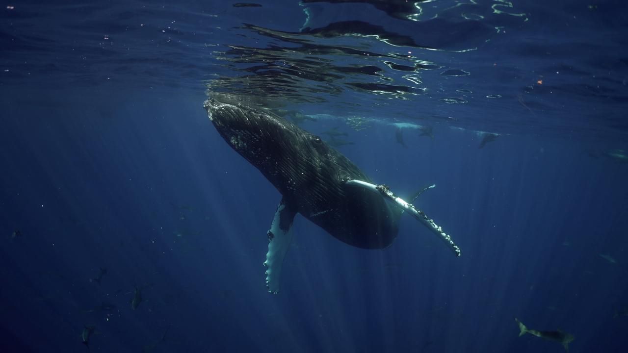 Video thumbnail for Humpback Whale Digestive Reset