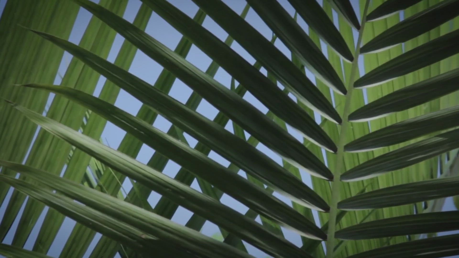 Video thumbnail for Udumalpet to Munnar