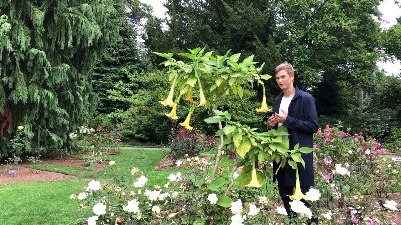 Video thumbnail for Plant Spotlight: Angel's Trumpet (Brugmansia)