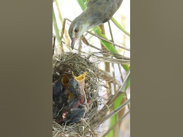 'Video thumbnail for Grown Bird Eating Food'