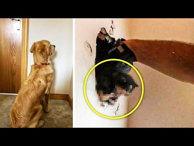 Video thumbnail for Man installs camera after dog stares at a spot on the wall for days and finds out why he does it