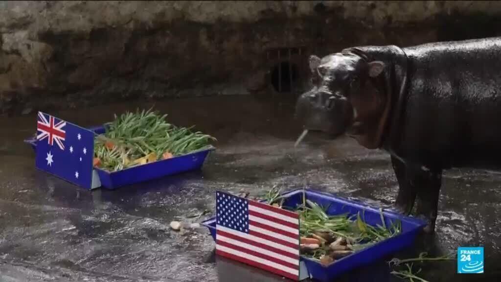 Video thumbnail for Animals predict World Cup results: Who will win the 2026 competition?
