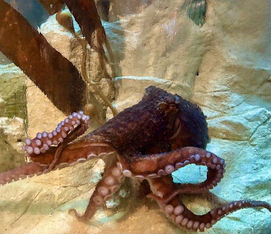 Video thumbnail for Help name Long Island Aquarium’s new octopus
