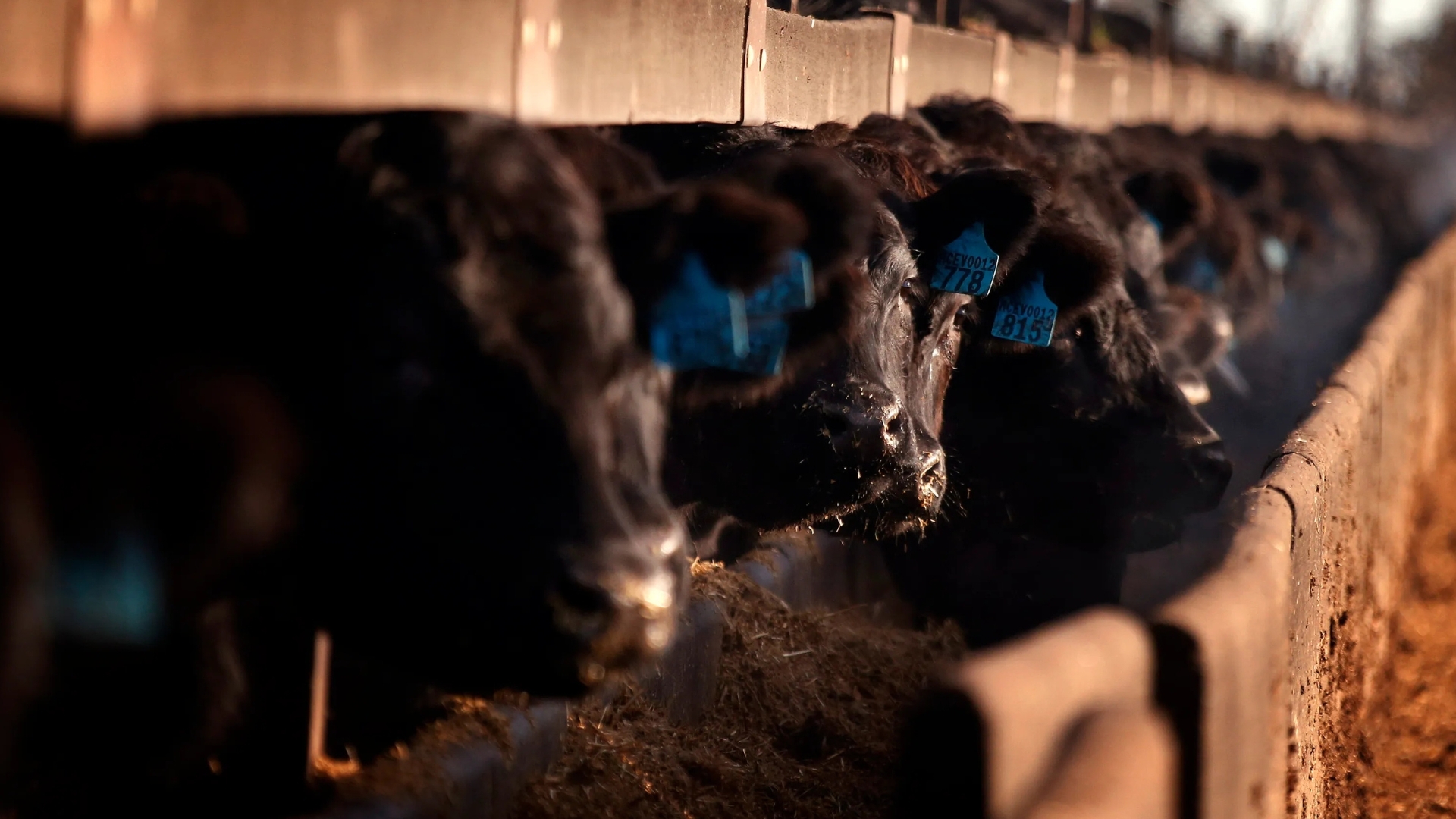 Video thumbnail for Beef exports to China: Australian farmers concerned about cap, new tariffs