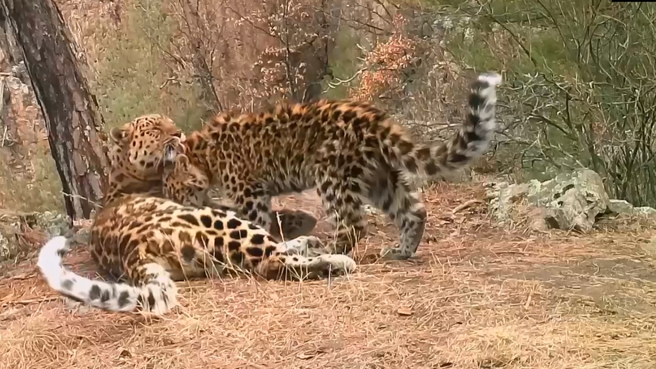 Video thumbnail for Rare Footage Captures Far Eastern Leopard Cub Nursing in Russia’s Land of the Leopard National Park