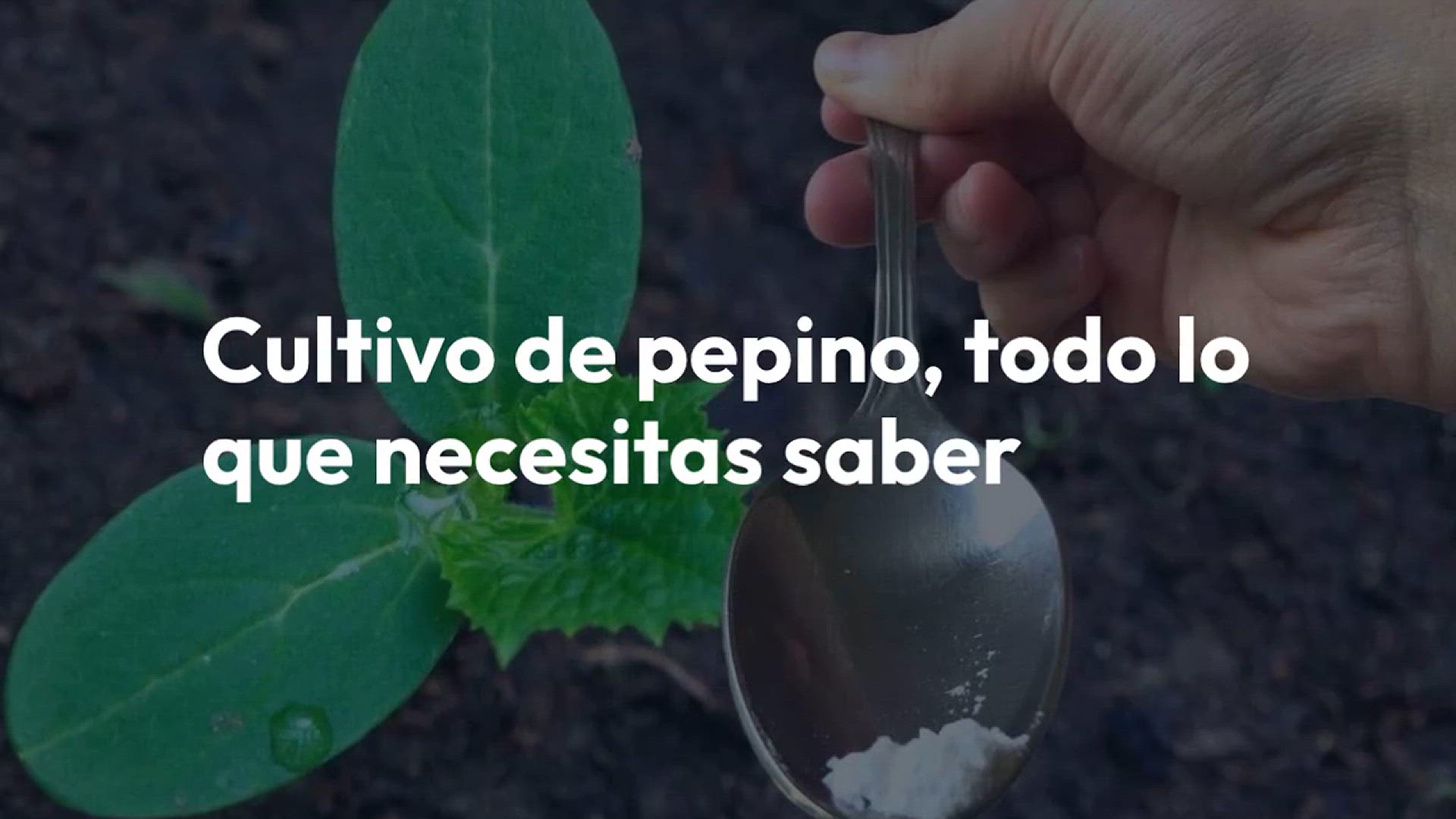 Video thumbnail for Solo una cucharada por cada pepino que tengas en tu jardín y cosecharás el doble