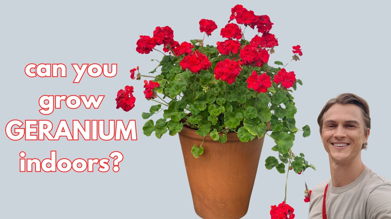 Video thumbnail for GERANIUM: How to Overwinter, Grow as a Houseplant, & Propagate (Pelargonium)