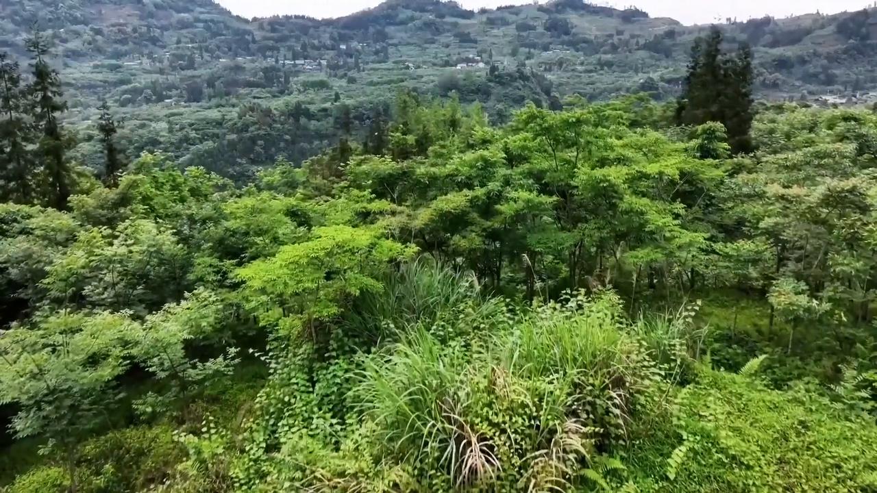 Video thumbnail for China: Drones revolutionize agricultural product transportation in mountainous areas in Sichuan.