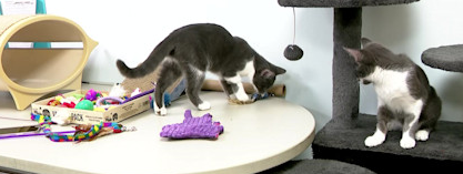Video thumbnail for 'We're holding our breath.' Stamford-based "Friends of Felines" in urgent need of foster homes for abandoned cats