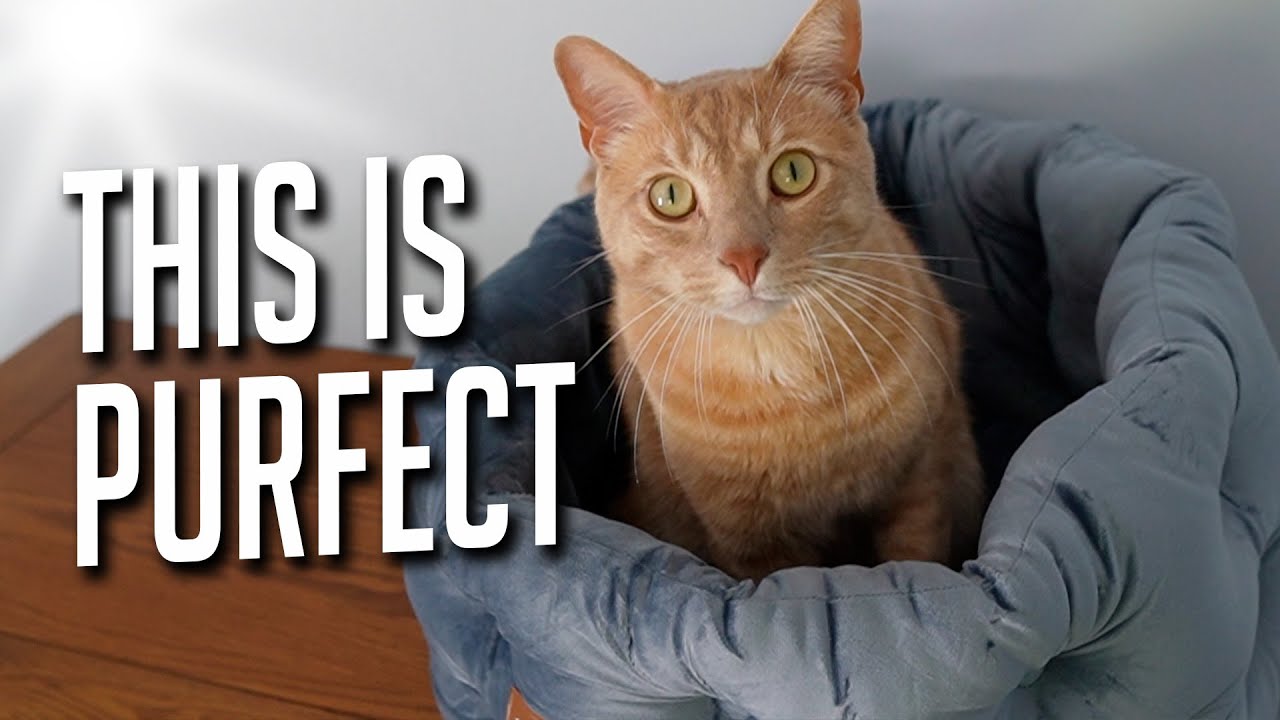 Video thumbnail for Does Tiger Like This Clevahome Cat Bed?