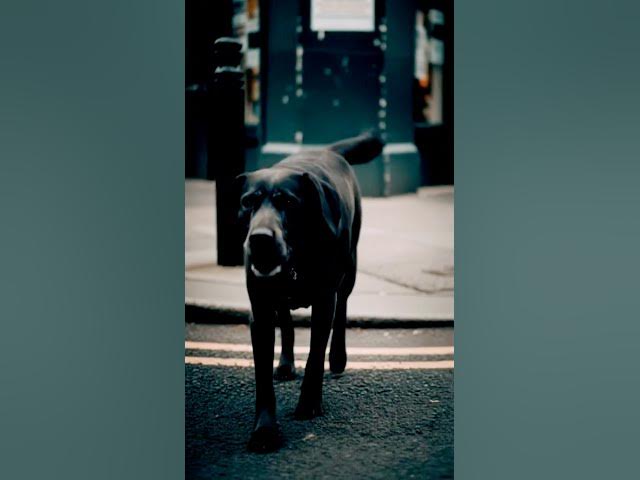 Video thumbnail for #DreamScreenAI