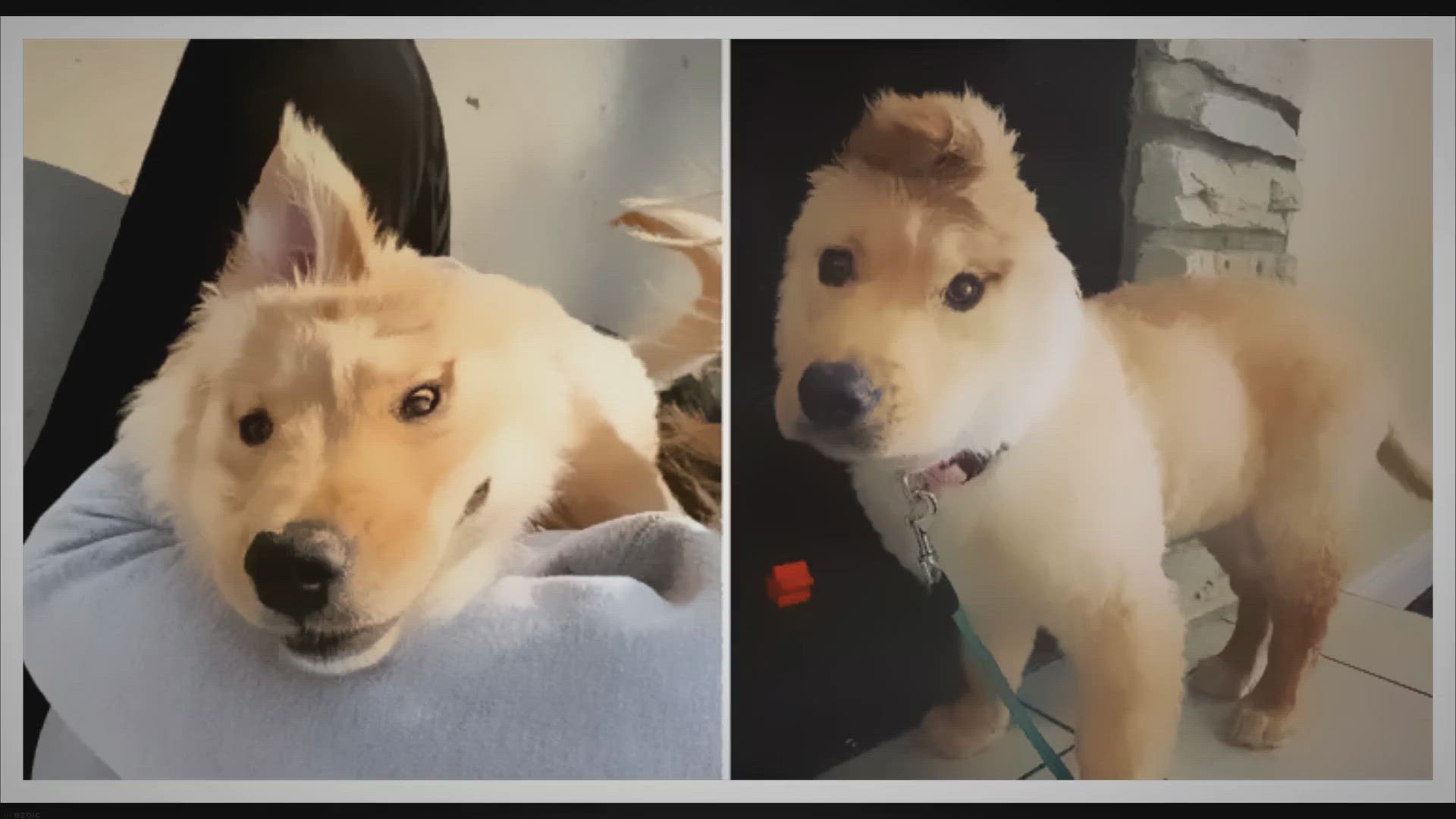 Video thumbnail for Encountering a magical one-eared golden retriever pet proves to be a pleasant and enchanting spectacle.