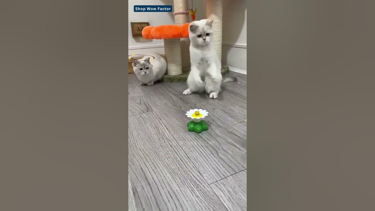 Video thumbnail for Playful Moments: Hummingbird Butterfly Teasing Cat Toy | Link is in Description | #shopping #shorts