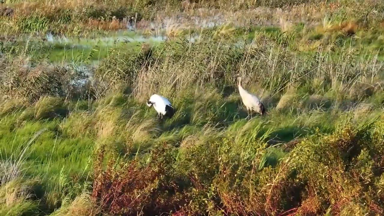 Video thumbnail for China: Huge flocks of migratory birds descend on Heilongjiang's Naoli River reserve.