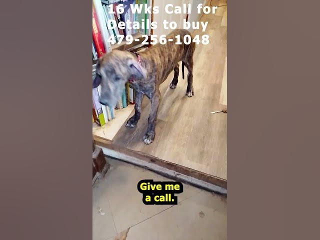 Video thumbnail for Orange Collar Brindle Boy Great Dane 09 04 26 #Shorts