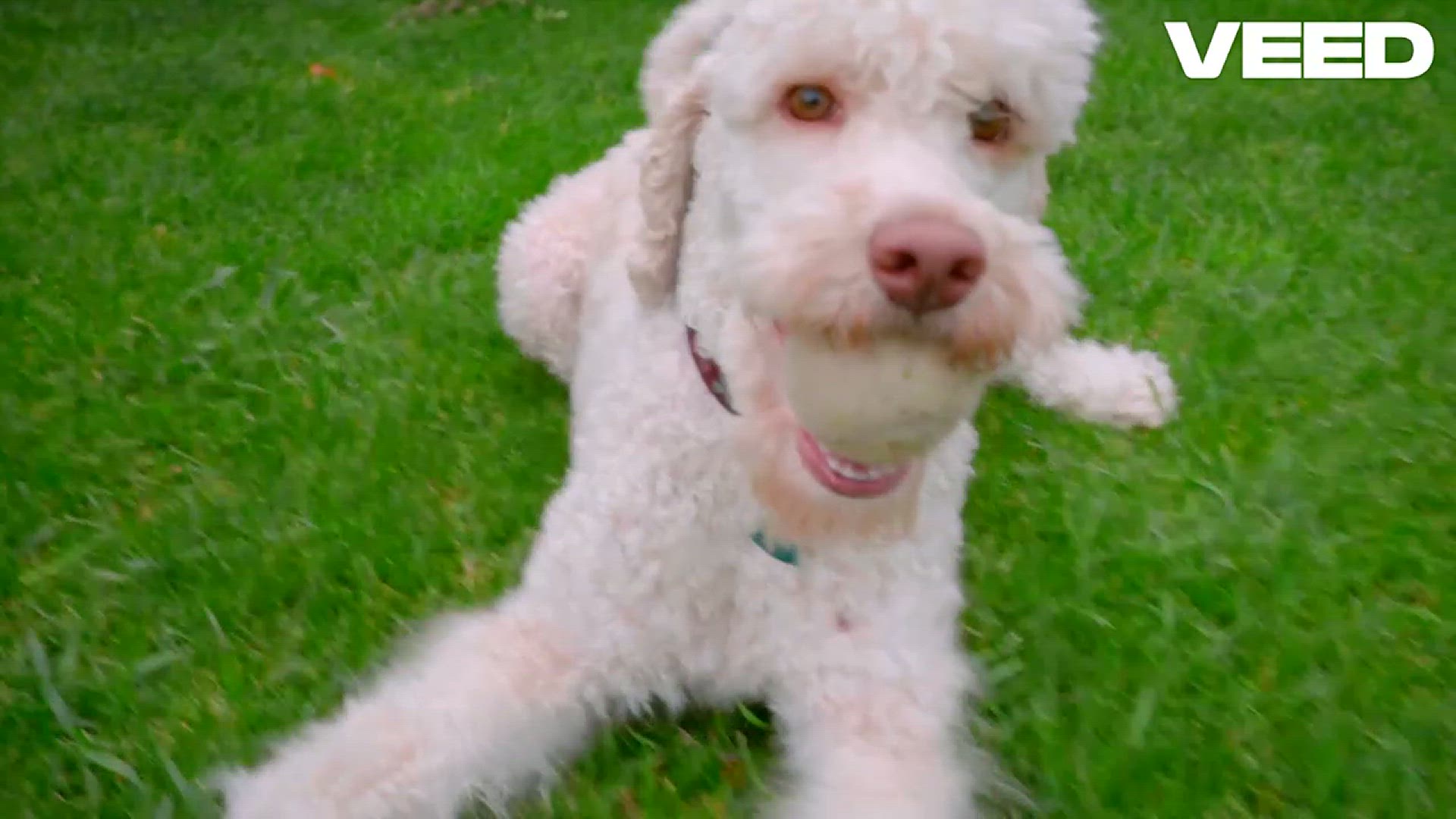 Video thumbnail for Unlock Your Dog's Happiness with Toys!