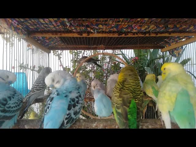 Video thumbnail for 🌙 Durma Rápido – 8 Minutos de ASMR Natural e Sons Calmantes 💚