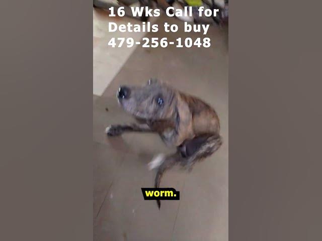 Video thumbnail for Peach Collar Brindle Girl Great Dane 09 04 26 #Shorts