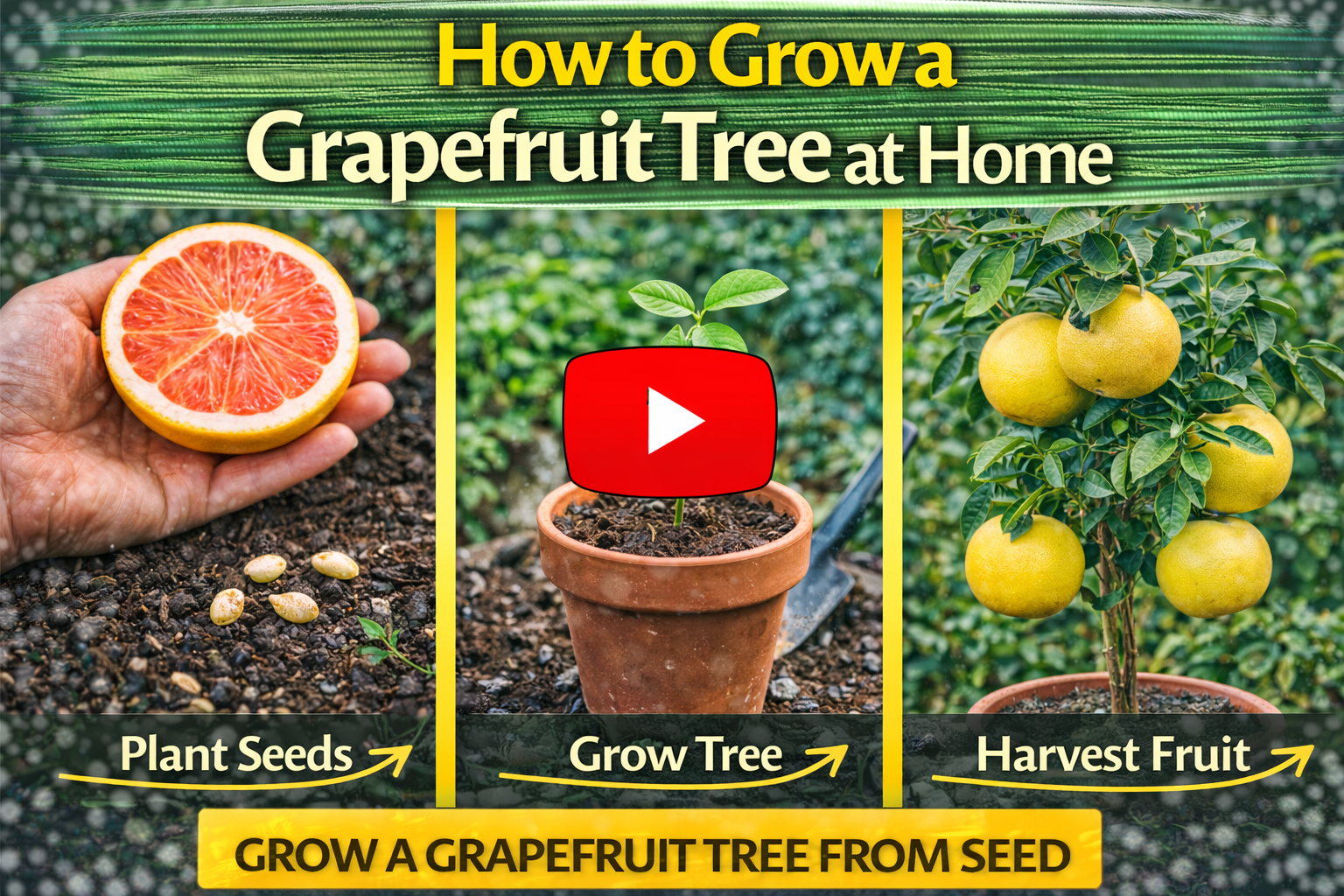 How Tall Does a Grapefruit Tree Grow: Expert Growing Tips - Evergreen Seeds