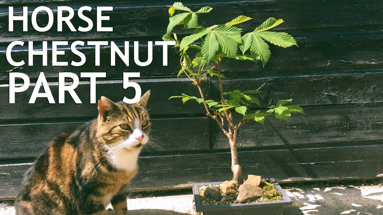 Video thumbnail for Horse Chestnut Bonsai 5