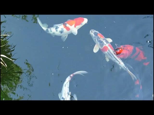 Video thumbnail for Saprolegniasis in Koi Fish: Identification, Treatment, and Prevention