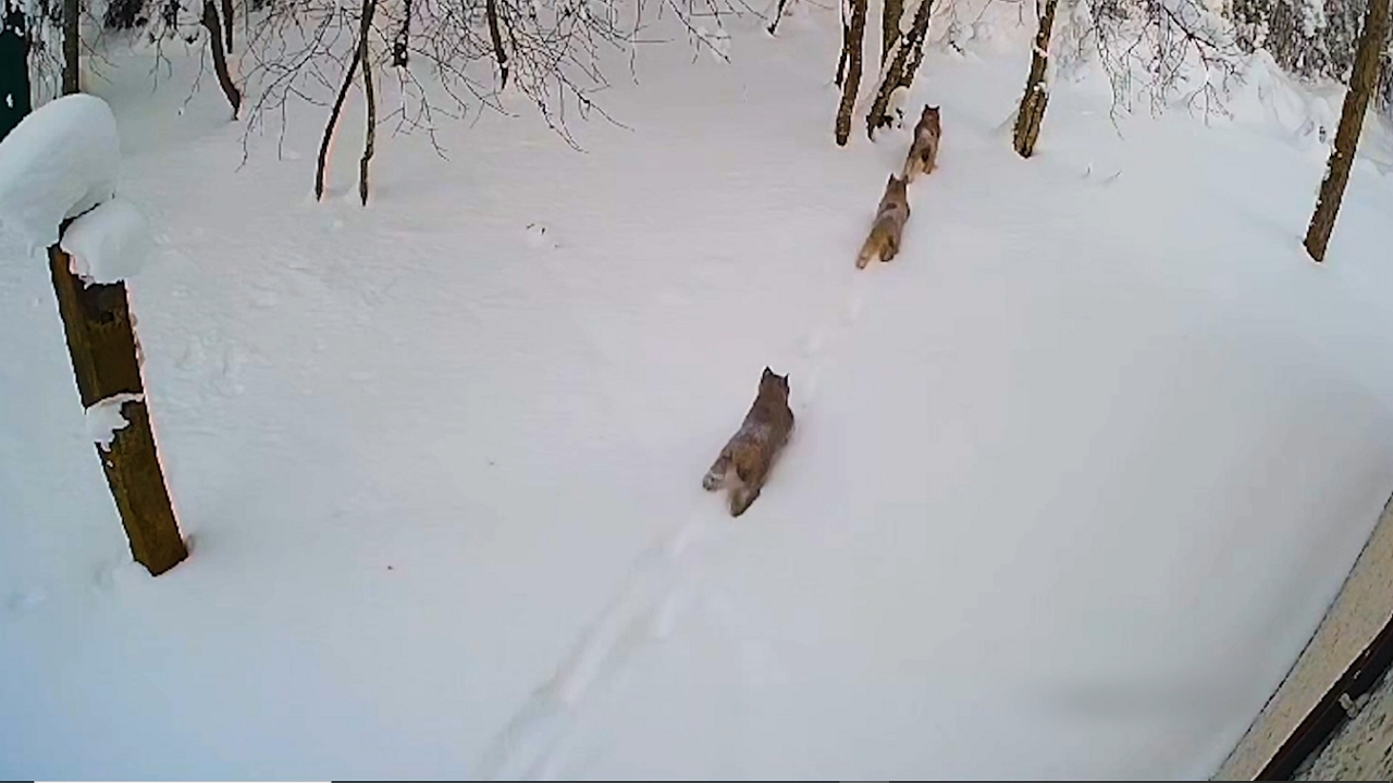 Video thumbnail for Rare Footage Shows Lynx Mother Exploring the Wild With Her Three Cubs in Russia