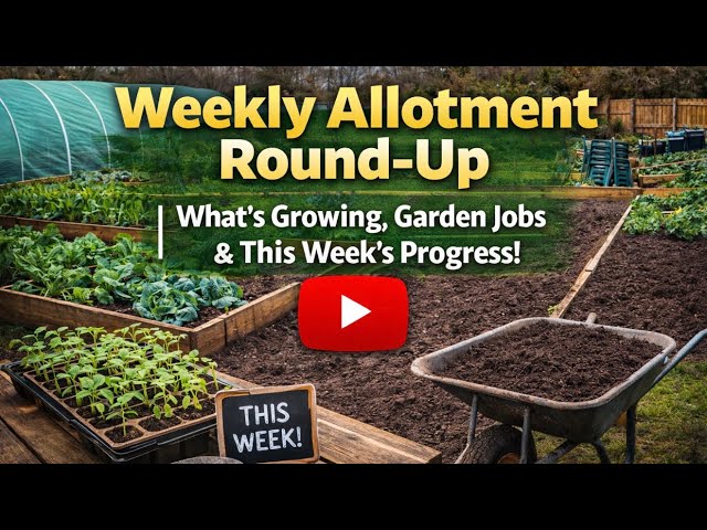 Video thumbnail for Weekly Allotment Round-Up | What’s Growing, Garden Jobs & This Week’s Progress!