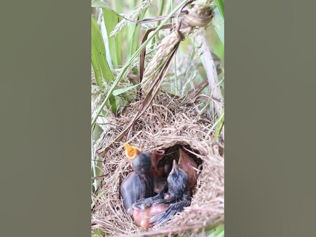 'Video thumbnail for All Gain Grown Babies Bird'