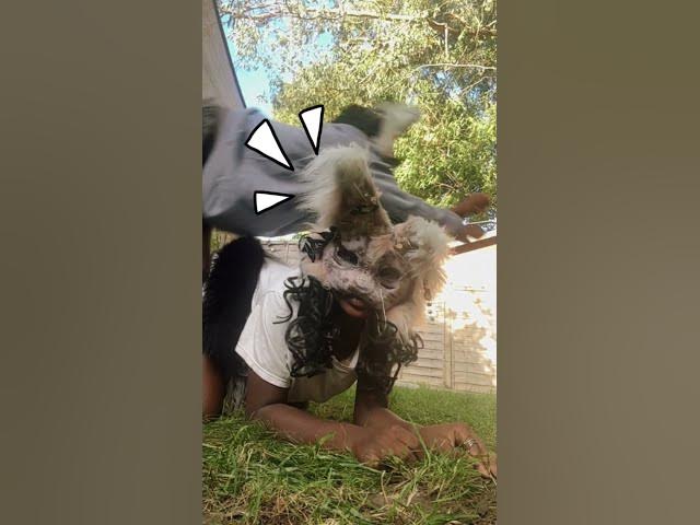 Video thumbnail for alter human # cats🐈🐈‍⬛#