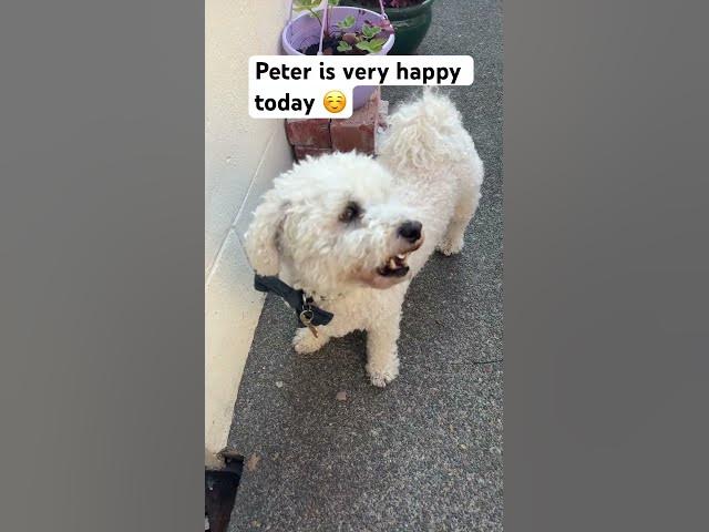 Video thumbnail for Good boy Peter ☺️#fyp#subscribe #vlogger