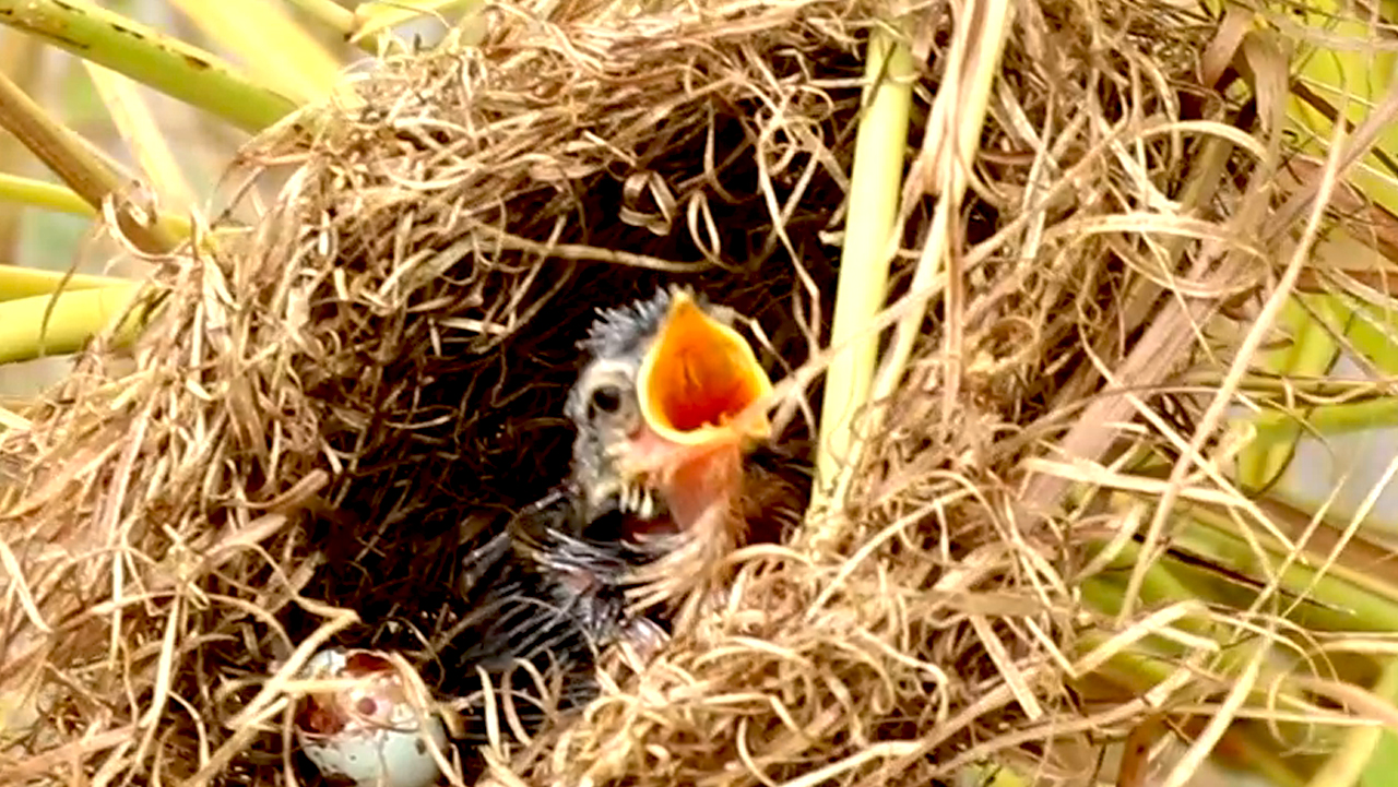 'Video thumbnail for Bird Hungry In Nest'
