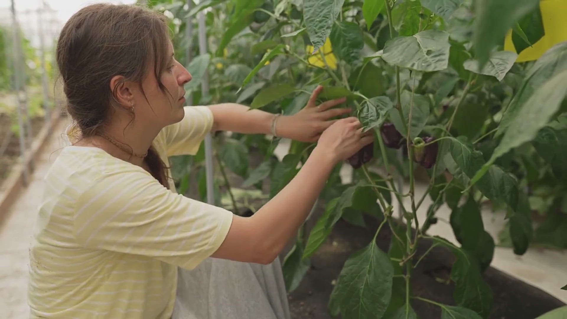 'Video thumbnail for How to Grow Jalapenos'