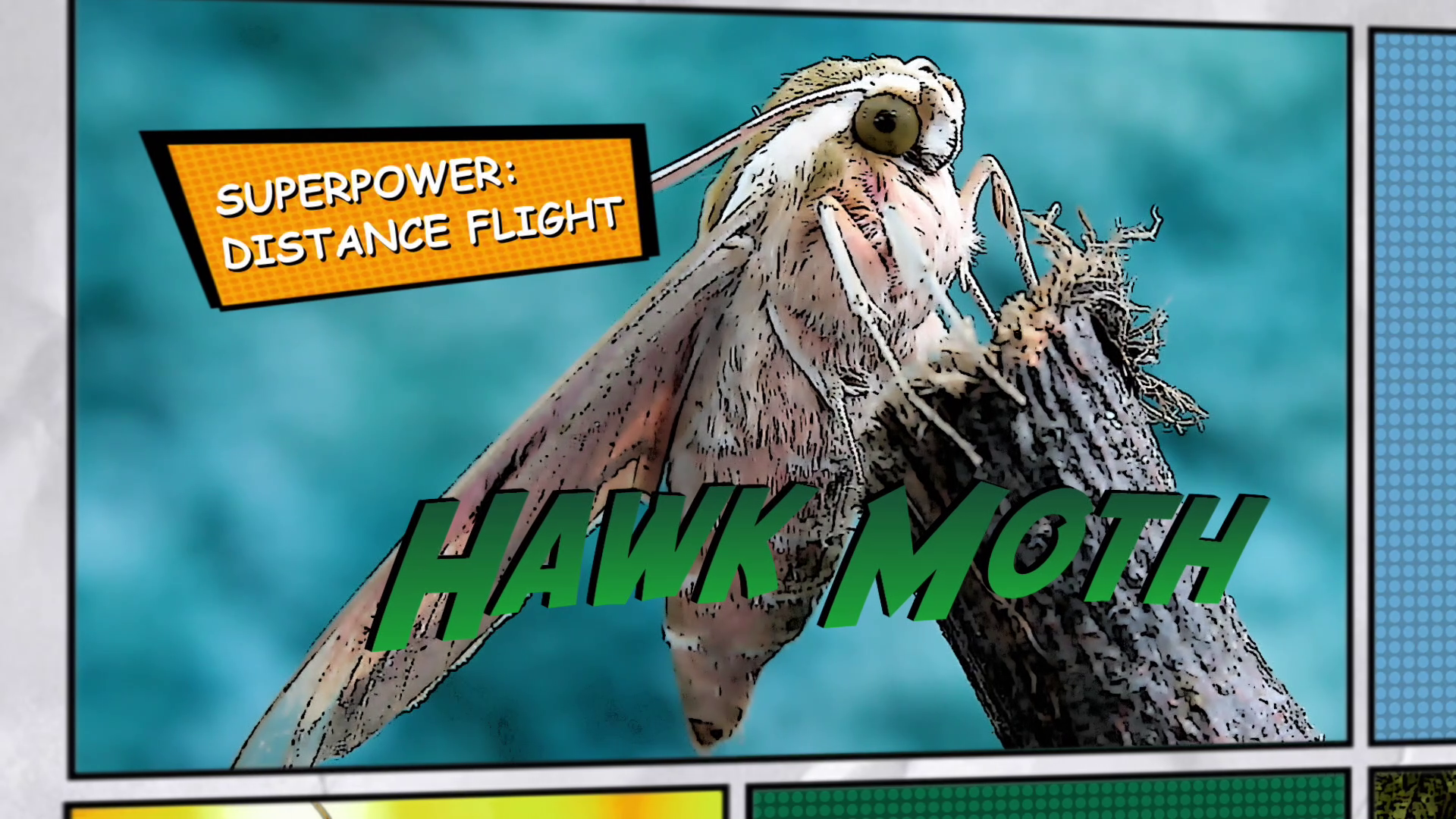 Video thumbnail for Super Animals -- Hawk Moth