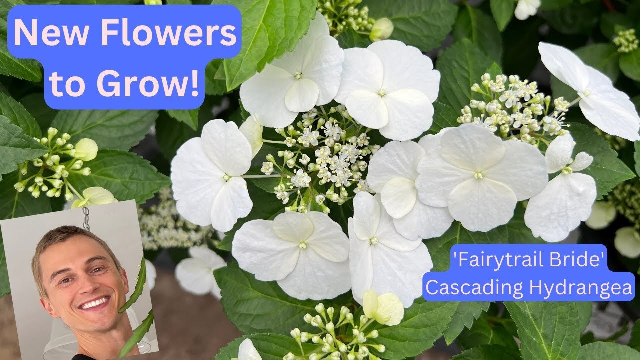 Video thumbnail for 'Fairytrail Bride' Cascading Hydrangea - Try this New Plant!