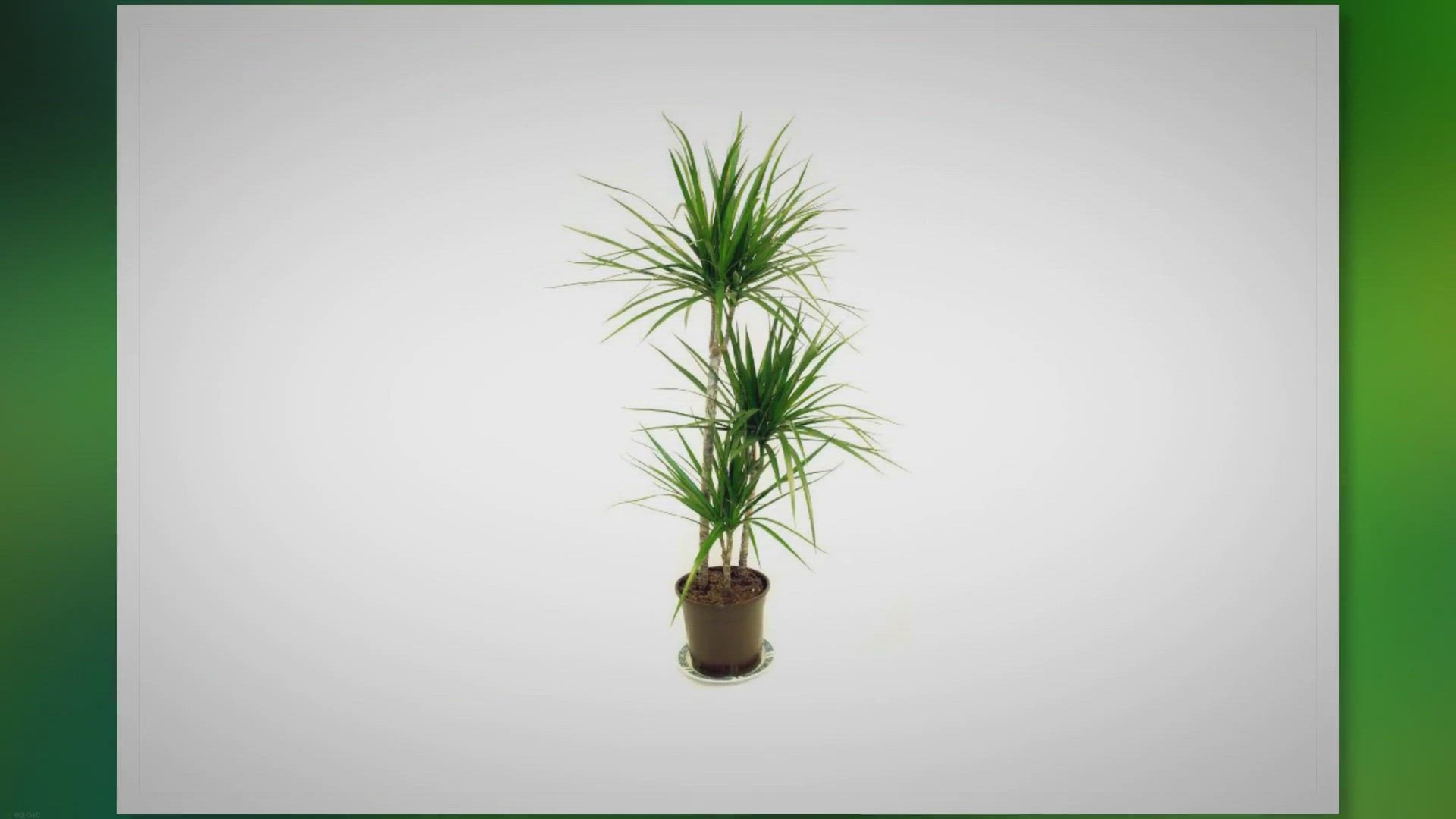 'Video thumbnail for Dragon Tree Care: Everything You Need to Know'