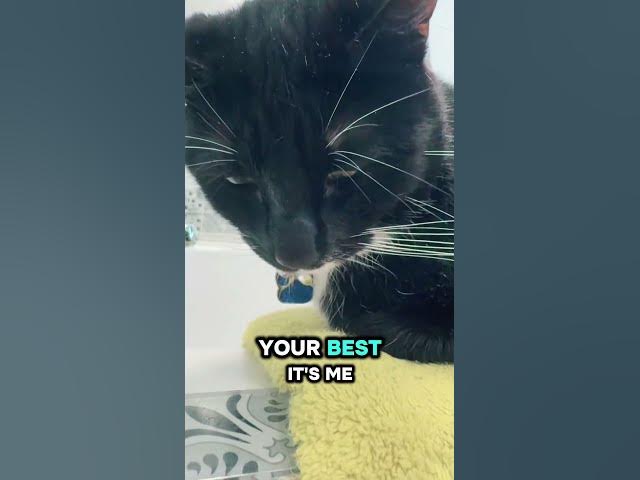 Video thumbnail for It’s me hi 👋 ❤️#cat#cute#subscribe