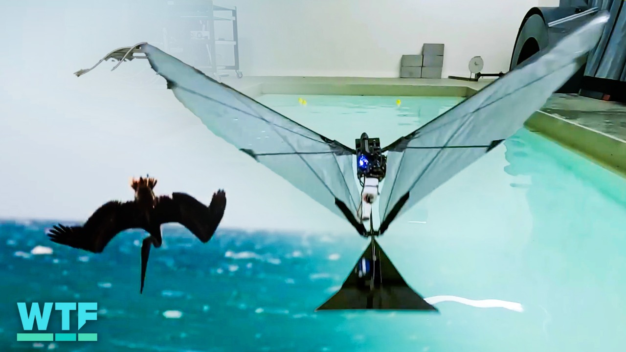 Video thumbnail for Watch This Birdlike Robot Fly and Swim