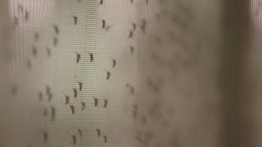 Video thumbnail for West Nile-carrying mosquitoes found in Orange County