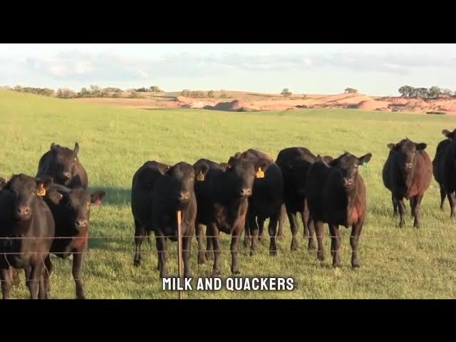 'Video thumbnail for Moovelous Cow Jokes & Puns | Laugh with These Dairy Delights'