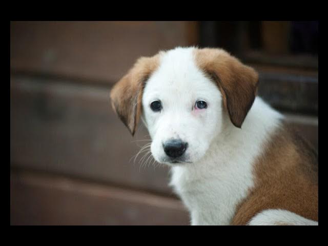 Video thumbnail for Why Do Puppies 'Attack' Their Littermates? Play, Teething, and More!