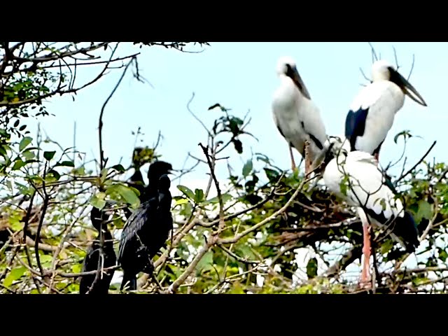 Video thumbnail for Cockroach wild, Crane wild bird come back area for made nest